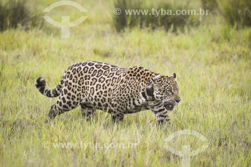 Onça pintada com colar GPS para monitoramento animal (panthera onca) - Refúgio Caiman - Miranda - Mato Grosso do Sul (MS) - Brasil