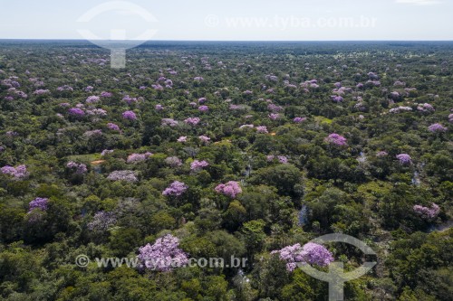 Foto feita com drone de paisagem do Pantanal com  Ipês-rosa (Tabebuia impetiginosa) floridos - Refúgio Caiman - Miranda - Mato Grosso do Sul (MS) - Brasil