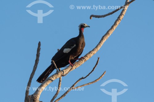 Jacutinga-de-garganta-azul (Aburria cumanensis) - Pantanal Matogrossense - Poconé - Mato Grosso (MT) - Brasil