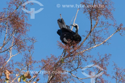 Jacutinga-de-garganta-azul (Aburria cumanensis) - Pantanal Matogrossense - Poconé - Mato Grosso (MT) - Brasil