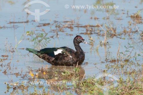 Pato-do-mato (Cairina moschata) - Pantanal Matogrossense - Poconé - Mato Grosso (MT) - Brasil