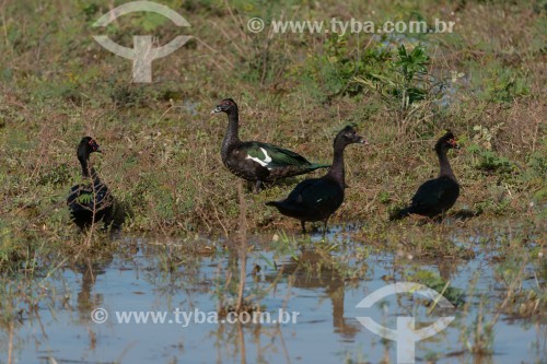 Pato-do-mato (Cairina moschata) - Pantanal Matogrossense - Poconé - Mato Grosso (MT) - Brasil