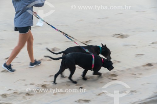 Pessoa passeando com cachorros na Praia de Ipanema - Rio de Janeiro - Rio de Janeiro (RJ) - Brasil