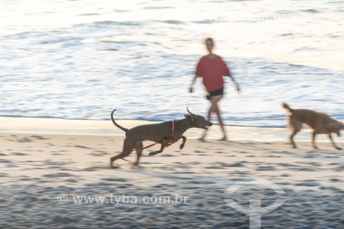 Cachorros correndo na Praia do Diabo - Rio de Janeiro - Rio de Janeiro (RJ) - Brasil