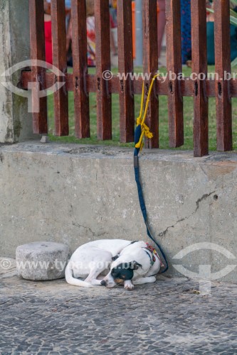 Cachorro preso na cerca de madeira do Parque Garota de Ipanema - Arpoador - Rio de Janeiro - Rio de Janeiro (RJ) - Brasil