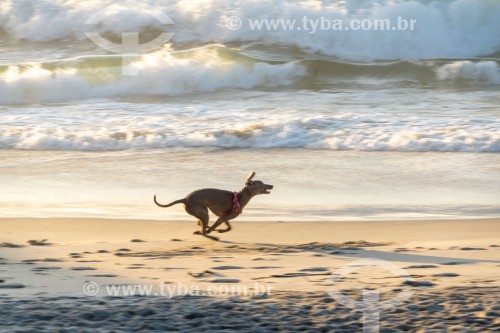 Cachorro correndo na Praia do Diabo - Rio de Janeiro - Rio de Janeiro (RJ) - Brasil