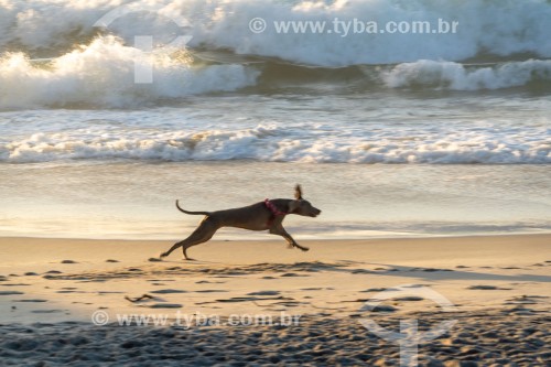 Cachorro correndo na Praia do Diabo - Rio de Janeiro - Rio de Janeiro (RJ) - Brasil