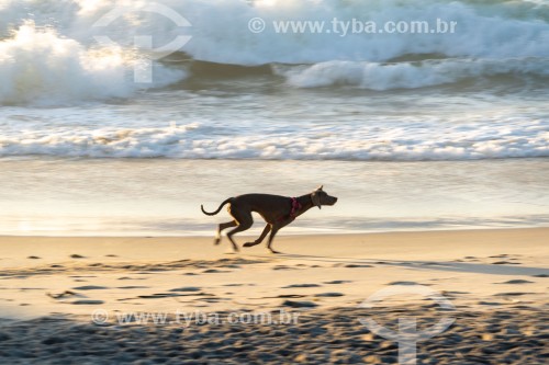 Cachorro correndo na Praia do Diabo - Rio de Janeiro - Rio de Janeiro (RJ) - Brasil