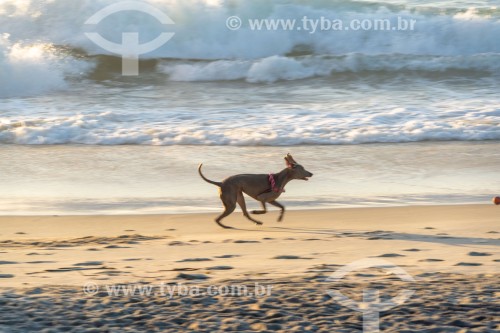 Cachorro correndo na Praia do Diabo - Rio de Janeiro - Rio de Janeiro (RJ) - Brasil