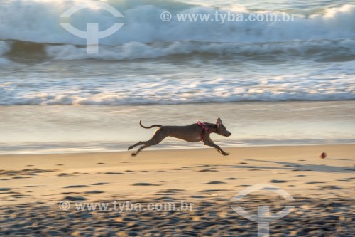 Cachorro correndo na Praia do Diabo - Rio de Janeiro - Rio de Janeiro (RJ) - Brasil