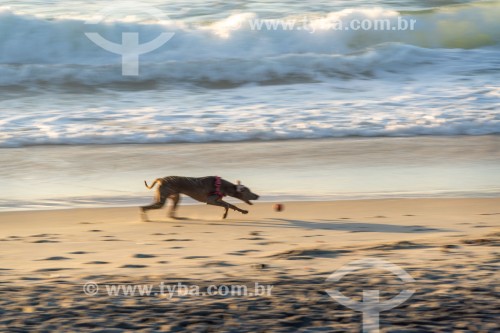 Cachorro correndo na Praia do Diabo - Rio de Janeiro - Rio de Janeiro (RJ) - Brasil