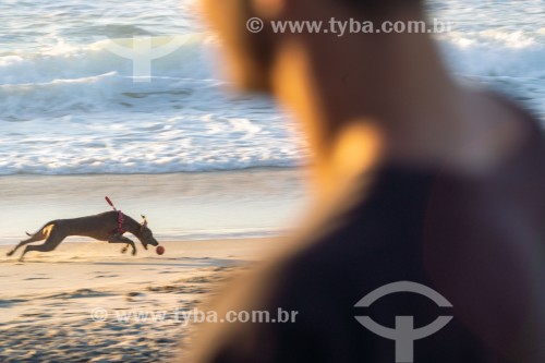 Cachorro correndo na Praia do Diabo - Rio de Janeiro - Rio de Janeiro (RJ) - Brasil