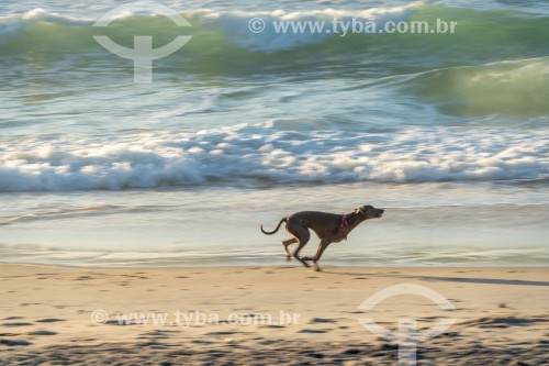 Cachorro correndo na Praia do Diabo - Rio de Janeiro - Rio de Janeiro (RJ) - Brasil