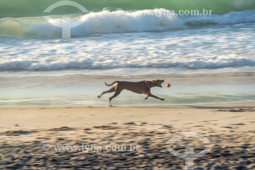 Cachorro correndo na Praia do Diabo - Rio de Janeiro - Rio de Janeiro (RJ) - Brasil