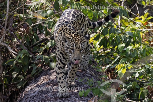 Onça-pintada (Panthera onca) - Parque Estadual Encontro da Águas
 - Poconé - Mato Grosso (MT) - Brasil