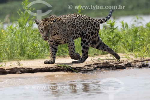 Onça-pintada (Panthera onca) - Parque Estadual Encontro da Águas
 - Poconé - Mato Grosso (MT) - Brasil