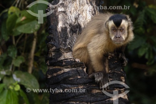 TYBA ONLINE :: Assunto: (Cebus apella) Macaco Prego - Mata Atlântica -  Brasil