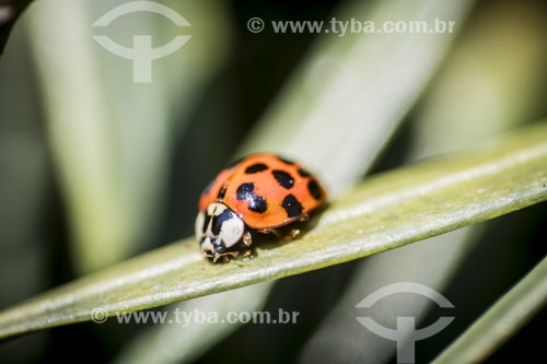 Joaninha (Coleoptera) sobre folha - Xangri-lá - Rio Grande do Sul (RS) - Brasil