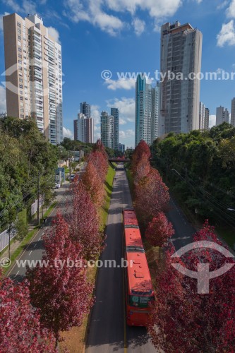Rua Deputado Heitor Alencar Furtado com árvores floridas - Curitiba - Paraná (PR) - Brasil