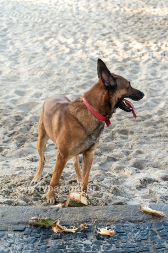 Cachorro Pastor alemão - Praia de Copacabana - Rio de Janeiro - Rio de Janeiro (RJ) - Brasil