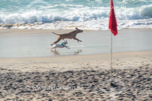 Cachorros correndo na Praia do Diabo - Rio de Janeiro - Rio de Janeiro (RJ) - Brasil