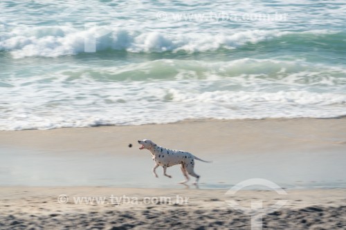 Cachorro correndo na Praia do Diabo - Rio de Janeiro - Rio de Janeiro (RJ) - Brasil