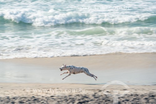 Cachorro correndo na Praia do Diabo - Rio de Janeiro - Rio de Janeiro (RJ) - Brasil