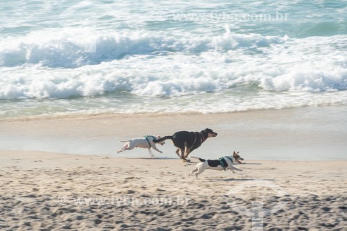 Cachorros correndo na Praia do Diabo - Rio de Janeiro - Rio de Janeiro (RJ) - Brasil