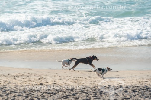 Cachorros correndo na Praia do Diabo - Rio de Janeiro - Rio de Janeiro (RJ) - Brasil