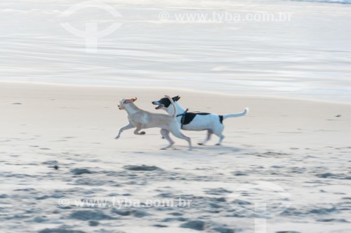 Cachorros correndo na Praia do Diabo - Rio de Janeiro - Rio de Janeiro (RJ) - Brasil