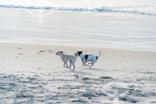 Cachorros correndo na Praia do Diabo - Rio de Janeiro - Rio de Janeiro (RJ) - Brasil