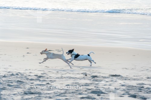 Cachorros correndo na Praia do Diabo - Rio de Janeiro - Rio de Janeiro (RJ) - Brasil