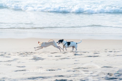 Cachorros correndo na Praia do Diabo - Rio de Janeiro - Rio de Janeiro (RJ) - Brasil