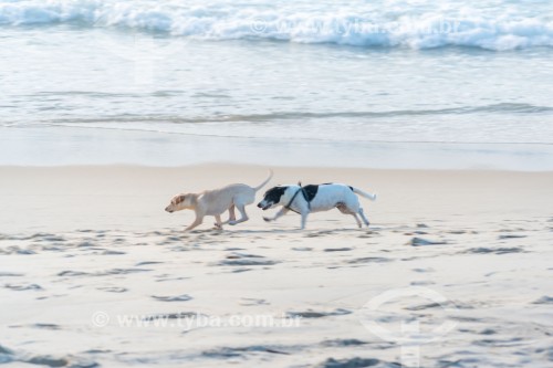 Cachorros correndo na Praia do Diabo - Rio de Janeiro - Rio de Janeiro (RJ) - Brasil