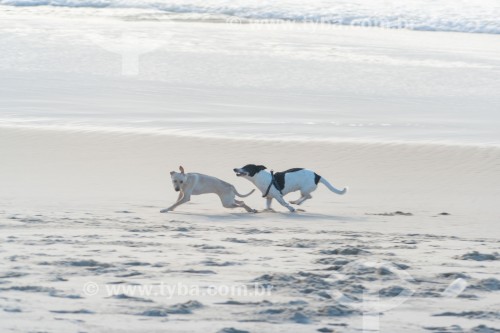 Cachorros correndo na Praia do Diabo - Rio de Janeiro - Rio de Janeiro (RJ) - Brasil