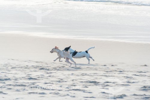 Cachorros correndo na Praia do Diabo - Rio de Janeiro - Rio de Janeiro (RJ) - Brasil