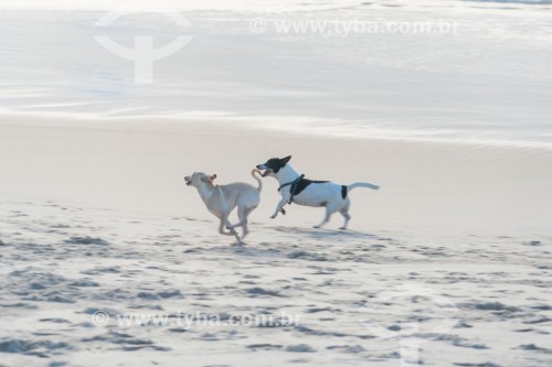 Cachorros correndo na Praia do Diabo - Rio de Janeiro - Rio de Janeiro (RJ) - Brasil