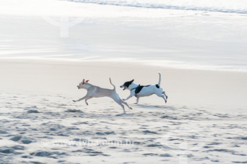 Cachorros correndo na Praia do Diabo - Rio de Janeiro - Rio de Janeiro (RJ) - Brasil