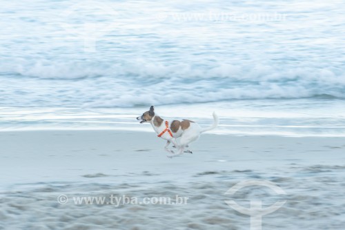 Cachorro correndo na Praia do Diabo - Rio de Janeiro - Rio de Janeiro (RJ) - Brasil