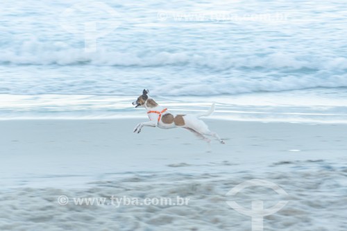 Cachorro correndo na Praia do Diabo - Rio de Janeiro - Rio de Janeiro (RJ) - Brasil