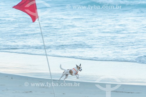 Cachorro correndo na Praia do Diabo - Rio de Janeiro - Rio de Janeiro (RJ) - Brasil