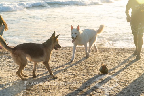 Cachorros brincando na Praia do Diabo - Rio de Janeiro - Rio de Janeiro (RJ) - Brasil