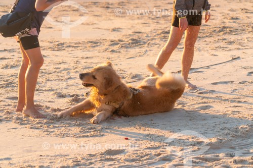 Cachorro brincando na Praia do Diabo - Rio de Janeiro - Rio de Janeiro (RJ) - Brasil