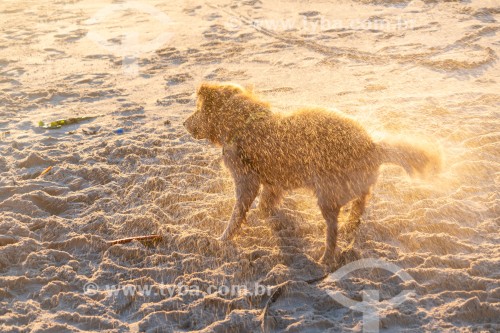 Cachorro brincando na Praia do Diabo - Rio de Janeiro - Rio de Janeiro (RJ) - Brasil