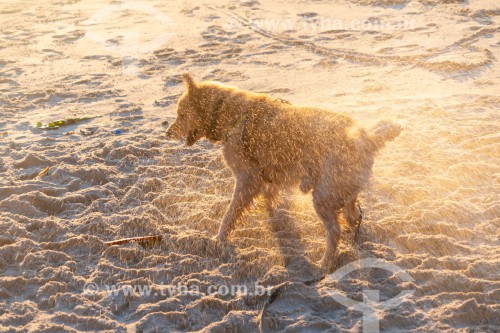 Cachorro brincando na Praia do Diabo - Rio de Janeiro - Rio de Janeiro (RJ) - Brasil