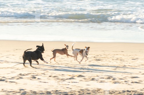 Cachorros correndo na Praia do Diabo - Rio de Janeiro - Rio de Janeiro (RJ) - Brasil