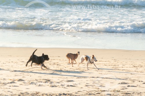 Cachorros correndo na Praia do Diabo - Rio de Janeiro - Rio de Janeiro (RJ) - Brasil