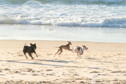 Cachorros correndo na Praia do Diabo - Rio de Janeiro - Rio de Janeiro (RJ) - Brasil