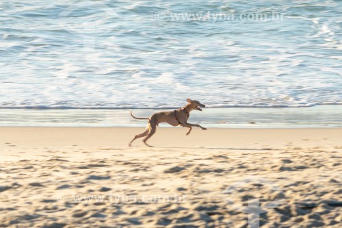 Cachorro correndo na Praia do Diabo - Rio de Janeiro - Rio de Janeiro (RJ) - Brasil