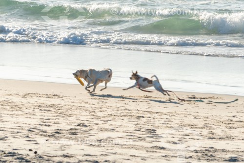 Cachorros correndo na Praia do Diabo - Rio de Janeiro - Rio de Janeiro (RJ) - Brasil